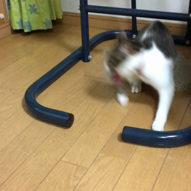 おじさんチップと子供デールの画像