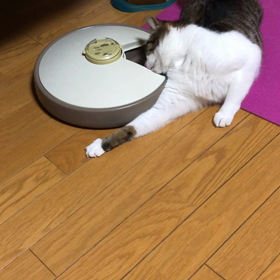 花火大会の歴史、デール餌やり機破壊したにもかかわらず夕食を要求。の画像