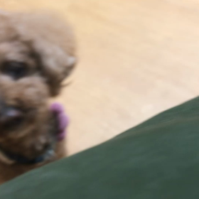 さっきオヤツ食べたばっかじゃん。の画像