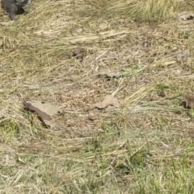 アライグマの赤ちゃんに遭遇動画２の画像