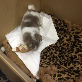 うちのsweet babyの画像