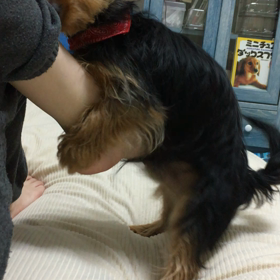 フルフルの画像