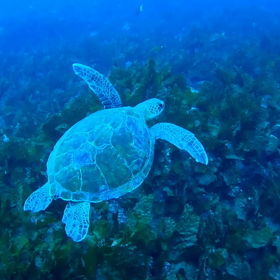 海ガメと一緒の画像