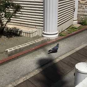 きょうの鳩友4／動画の画像