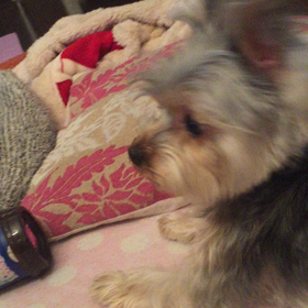 吠えるぺっちゃん。の画像