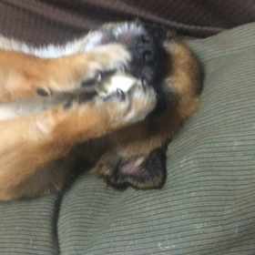 匂いをかぐのはなぜ？の画像