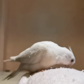 師匠が他界寸前の画像