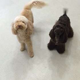 ♪プレイルーム動画♪①の画像