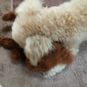 ティーカッププードルの ももちゃんバトルの画像