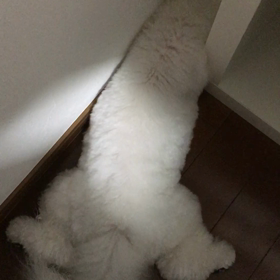 みるくははさまってしかくくなった。の画像