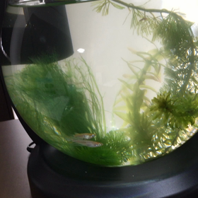 初めてのテーブルアクアリウムの画像