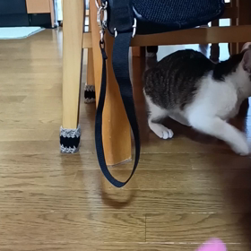 ルナ4日目　ケージから出したよの画像