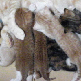 懐かしい 子猫の動画の画像