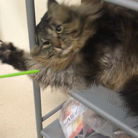 子ども同士の画像