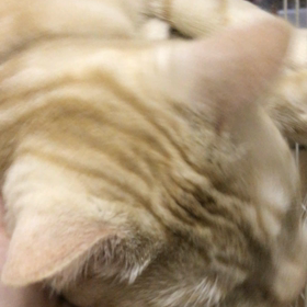 お泊まり♡メレンゲくんの画像