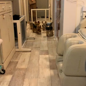 「吠え担当」の画像