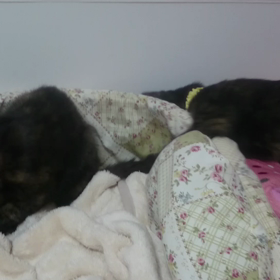 カフィ＆チャイ ☆動画ありの画像