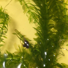 タニゴン追悼式典の画像