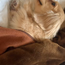 ねむたーいの画像