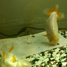 ゴロンちゃんの珍しい姿の画像