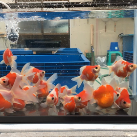 イベント情報の画像