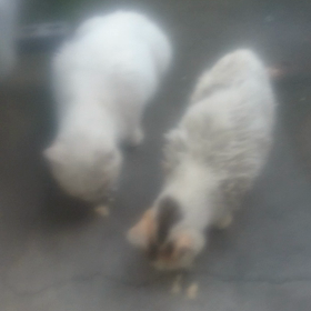 しらゆきちゃん動画特集の画像