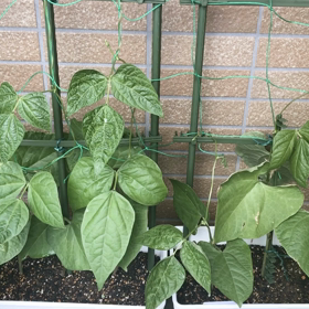 ベランダ菜園日記 ３９日目【やっと陽が！】の画像