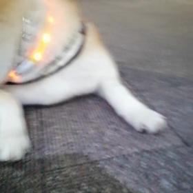 暖かい朝、明るい朝。未来丸は益々素直で良い子です。ゴロ寝からも即立ち上がりも鮮やかたった。やはりの画像