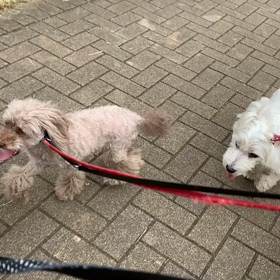 9月14日16わんこと1時間遠足  代々木公園の画像