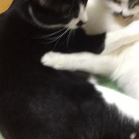 ぎゅっとの画像