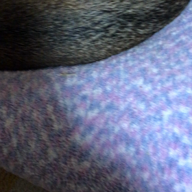 おやすみぃの画像