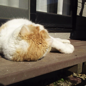 2/4 局部麻酔。の画像