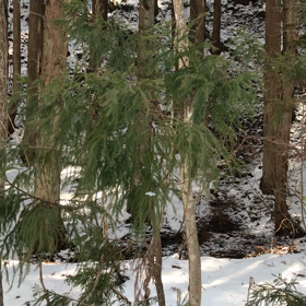 小鳥はとっても歌が好き！！の画像