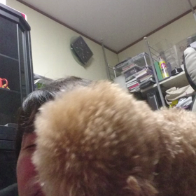 ペロペロの画像