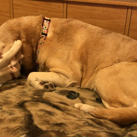 優しいよもぎと恋の病のてんちむの画像