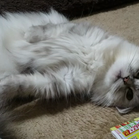 さかり後半のanちゃんの画像