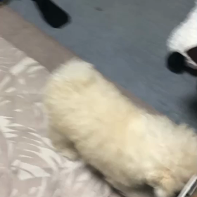 雪Baby 予防接種日&こてつくんからお便り❤️の画像