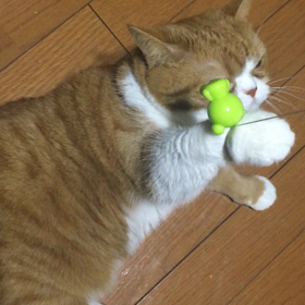 ニャーニャーうるさいなぁと思ったらこうなってたの画像