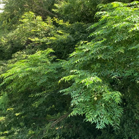 クマゼミ大合唱の画像