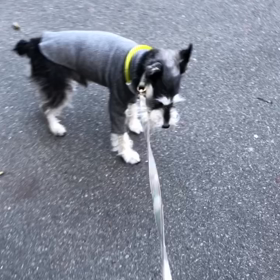 ドナドナからのの画像