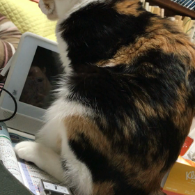 なぜか不機嫌な風のリナちゃんの画像