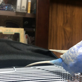 お禿げ〜閲覧注意の画像