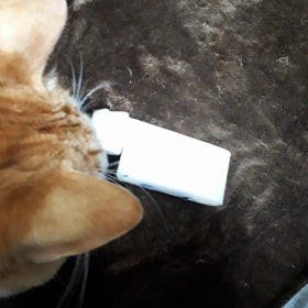 新巻鮭、またまたその後の画像