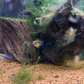 ペア確定‼️の画像