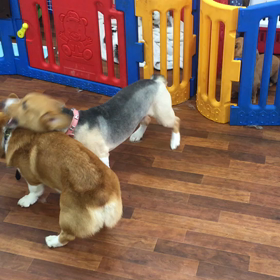 さつま君&リリーちゃんの画像