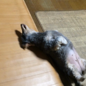 2016/04/04 休日の一コマ 夢のゴロゴロコラボの画像