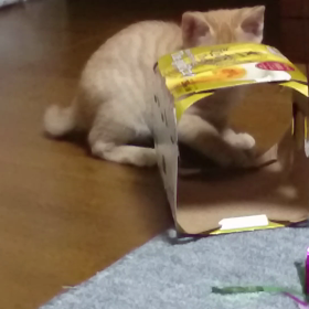 むぎっちゅ☆動画の画像