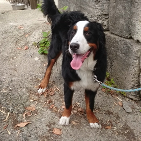 バーニーズマウンテンドッグ雄バッカスの画像