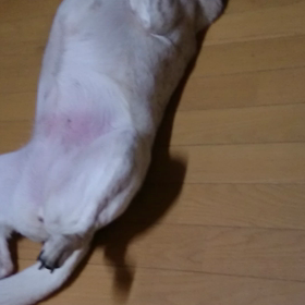 保護犬『福子さん』の画像