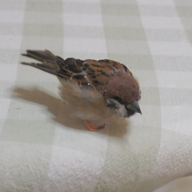 本日の２羽。動画のテストの画像